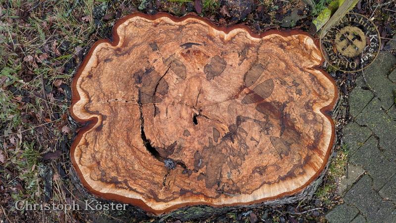 Ein Foto eines Baumstumpfes von oben betrachtet. Der Stumpf zeigt deutlich die Jahresringe und die natürliche Maserung des Holzes. Die Rinde ist teilweise noch vorhanden, während das Innere des Stammes verschiedene Brauntöne und Strukturen aufweist, die durch das Wachstum des Baumes entstanden sind. Der Baumstumpf liegt auf einem Waldboden, umgeben von Gras, kleinen Pflanzen, Blättern und Moos. Die Textur des Holzes ist raue und unregelmäßig, was auf das Alter und die Witterungseinflüsse hindeutet.